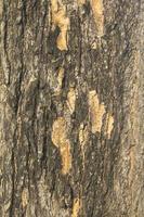 natural color of the bark sloping with alternating layers is naturally beautiful in the evening when the sunlight is soft. In a country where the sun is setting photo