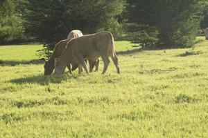 las vacas están comiendo hierba en el pasto de la granja del agricultor, tienen un cable y liberan una pequeña corriente eléctrica, evitando que la vaca escape de la granja por la noche el sol poniente foto