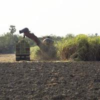 Sugarcane harvesters are harvesting farmer's produce to send factories to convert them into cane sugar for consumption and export to other countries as an industry and cash crop for sugar production. photo