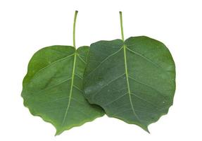 Green Bodhi Leaf-with pattern-straight-line-and-curve-patterns that are naturally beautiful as a buddhist tree on a separate white background. photo