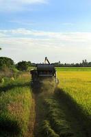 Combine harvesters are harvesting golden rice in the farmer's fields to sell and send to industrial plants for processing into various commodities and exporting to foreign countries for consumption. photo