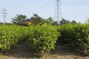 jasmine trees are growing and blooming white in the gardens of farmers planted for sale and sent by flower traders to can be processed into many kinds of products such as garlands photo