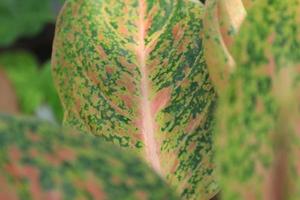 Close-up of pink and green caladium trees Air Purifier Plant Thai Caladium bicolor is an ornamental plant for decorating the garden to beautify and add more value to your home. photo