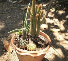 Pequeños cactus verdes bellamente estampados plantados por agricultores para la venta. - sol cálido en invierno, esta planta amante de la sequía crece en el desierto y ayuda a purificar el aire y embellecer el jardín. foto