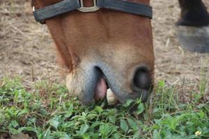 boca de caballo está comiendo pastos en el suelo. foto