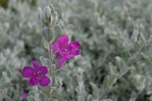 flores moradas de arbusto de barómetro que florecen en brotes de hojas con hojas en disparar y fondo borroso. otro nombre es arbusto del barómetro de Texas, salvia de Texas. foto