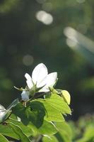 White orchid Tree' s flower blooming on branch with sunlight on petal and blur background with bokeh. photo