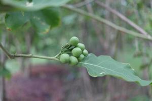 Green fruits of Pea Eggplant, or Turkey Berry and leaf are on branch. photo