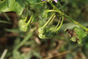Green fruits of Solanum Trilobatum are on branch and blur background. Another name is Purple-Fruited Pea Eggplant,Sparrow's Brinjal. In Thailand people use fruit cure cough. photo