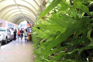 Walk way between building has covered roof and beside are long leaves fern, Bangkok, Thailand. photo