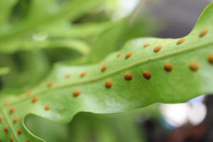 Orange spot of spores on back of fern's leaf. Row of orange spot beside middle line of le photo