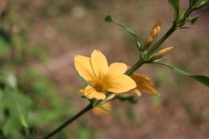 una flor amarilla brillante que florece en una rama y un capullo con un nombre científico de espinas es barleria prionitis l., tailandia. foto