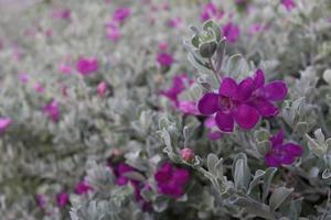 Violet flowers of Barometer Bush blomming on shoot and blur background. Another name is Texas Barometer Bush,Texas Sage. photo