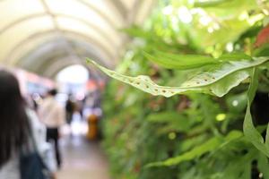 Long leaves of fern beside walk way under roof the man pass, Thailand. photo