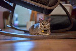 cat under chair photo