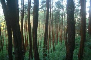 hermoso fondo de bosque de pinos foto