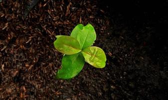 Top view of young plant. Top view of green leaves with negative space of black ground. Background and template design of earth day concepts. photo