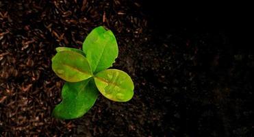 Top view of young plant. Top view of green leaves with negative space of black ground. Background and template design of earth day concepts. photo