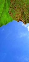 Beautiful bottom angle of green and brown leaves figs Ficus carica on the blue sky background. Available for text. Suitable for the agriculture advertising, company and industry promotions, etc. photo