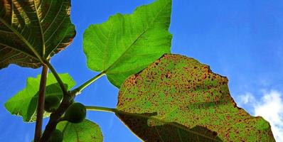 Beautiful bottom angle of figs tree Ficus carica on the blue sky background with the silhouette of leaves, branch, and fruit. Suitable for the agriculture advertising, industry promotion, etc. photo