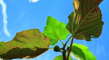 Beautiful bottom angle of figs tree Ficus carica on the blue sky background with the silhouette of leaves, branch, and fruit. Suitable for the agriculture advertising, industry promotion, etc. photo