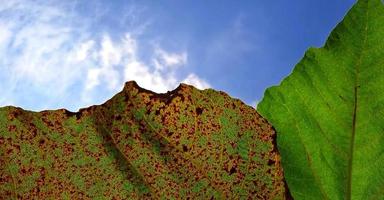 hermoso ángulo inferior de hojas verdes y marrones higos ficus carica sobre el fondo del cielo azul. disponible para texto. Adecuado para publicidad agrícola, promociones de empresas e industrias, etc. foto