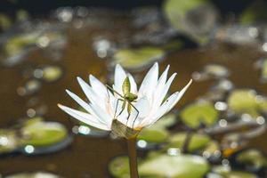 beautiful green mantis insects  on lotus water lily flower, unique photgraphy, peek a boo ready to jump photo