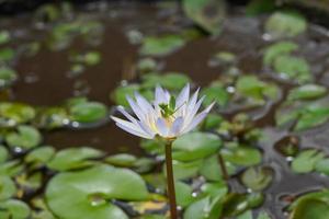 beautiful green mantis insects  on lotus water lily flower, unique photgraphy, peek a boo ready to jump photo