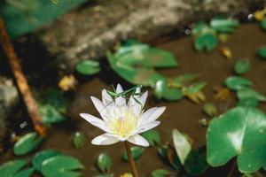 beautiful green mantis insects  on lotus water lily flower, unique photgraphy, peek a boo ready to jump photo