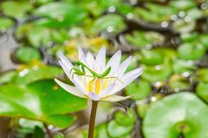 beautiful green mantis insects  on lotus water lily flower, unique photgraphy, peek a boo ready to jump photo