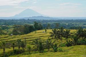 Famous Jatiluwih Rice terraces in Bali. Tabanan, Indonesia photo