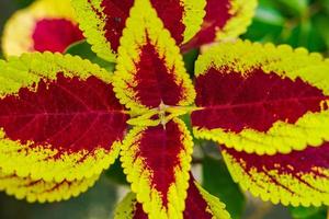 coleus scutellarioides, comúnmente conocido como coleus, es una especie de planta floreciente de la familia lamiaceae, nativa del sudeste asiático hasta australia, día de la tierra, fondo natural fresco foto