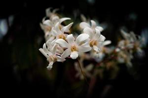 Dendrobium crumenatum, commonly called pigeon orchid flower photo