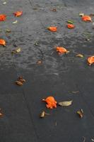 African tulip tree flowers on the ground. Also known as African tulip tree, African tulip, fireball, flame of the forest , flame tree , fountain tree, Bignoniaceae. photo