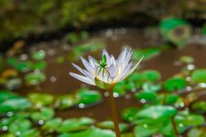 beautiful green mantis insects  on lotus water lily flower, unique photgraphy, peek a boo ready to jump photo