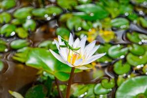 beautiful green mantis insects  on lotus water lily flower, unique photgraphy, peek a boo ready to jump photo