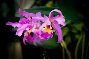 dendrobium crumenatum, comúnmente llamada flor de orquídea paloma foto