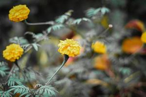 beautiful orange Calendula officinalis flowers nature with bokeh blur nature background photo