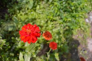 flowers that bloom beautifully in the garden photo