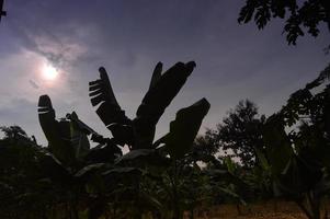 silhouette of banana tree in garden with beautiful cloud background photo