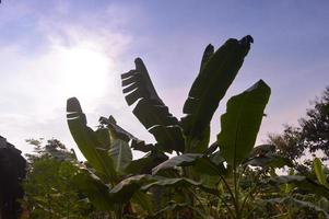 silhouette of banana tree in garden with beautiful cloud background photo