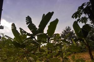 Banana tree in garden with beautiful cloud background photo