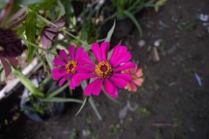 flowers that bloom beautifully in the garden photo