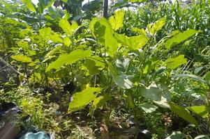 green eggplant. traditional eggplant cultivation. Eggplant seeds. Healthy plant root system. traditional agriculture. Organic and natural food. photo