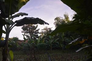 selective focus on landscape in a small corn garden area with beautiful clouds photo