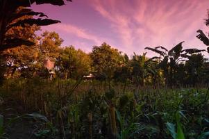 selective focus on landscape in a small corn garden area with beautiful clouds photo