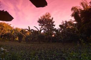 selective focus on landscape in a small corn garden area with beautiful clouds photo