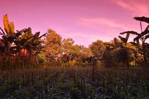 selective focus on landscape in a small corn garden area with beautiful clouds photo