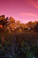 selective focus on landscape in a small corn garden area with beautiful clouds photo