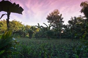 selective focus on landscape in a small corn garden area with beautiful clouds photo